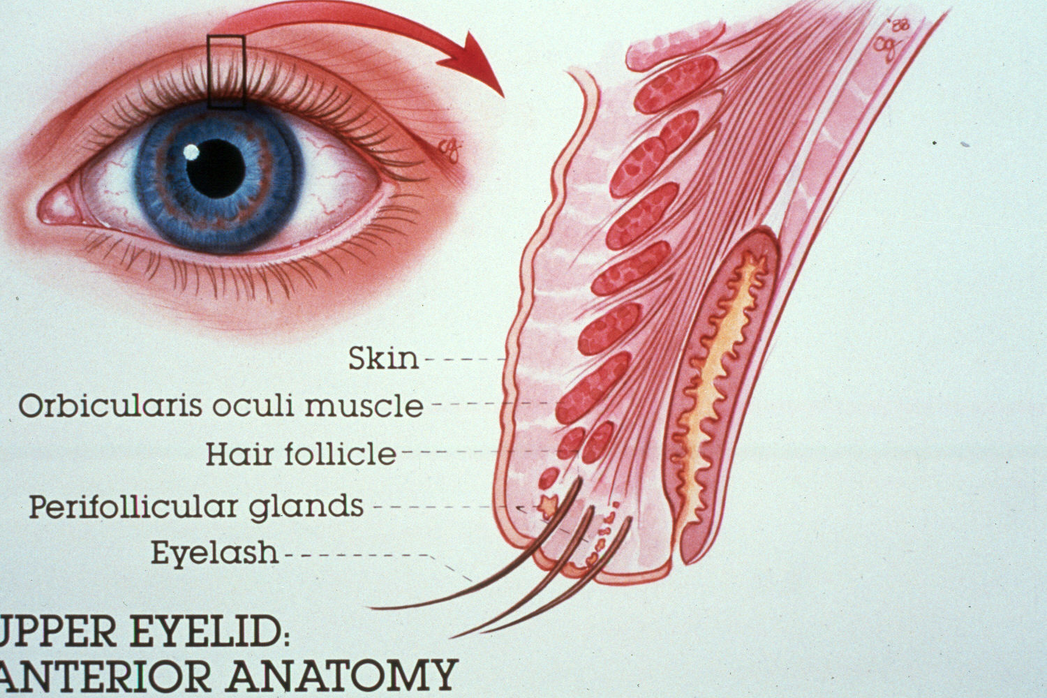 Lower Eyelid Anatomy Diagram Images